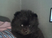 pomeranian teddy bear