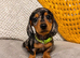 Last female dachshund