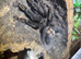 Female Sun Tiger Tarantula