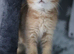 1 Left ! Sired By Champion