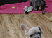 Meet Blue, our handsome French Bulldog boy!