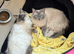 Male and female Ragdolls