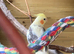 Young Female Pied Cockatiel