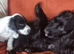 Kc registered cocker pups