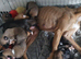 Lurcher puppies 2 boys left
