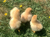 Buff Orpingtons, 3 day old chicks