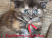 ️ Could Your Perfect FourMerlins Kitten Be Waiting Here?