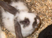 Baby rabbit
