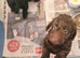 Doxiepoo Girl Puppies