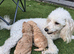 Beautiful Parti Toy Poodle Puppies &ndash; 1 Boy & 1 Girl Available