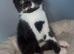 Beautiful BSH & Turkish Angora kittens