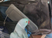 Blue Indian Ringneck