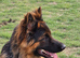 Lovely long coat male 15 months
