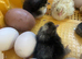 Day old chicks