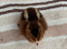 Welsummer Female Chicks