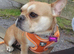 Beautiful Urajiro French bulldog girl