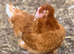 ISA Brown hens