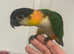 Hand Reared Baby Black Headed Caiques