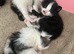 5 Beautiful Kittens