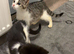 4 kittens