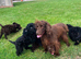 Tiny f1 cockapoo puppys