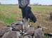 Labrador working gundog for STUD