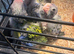 Hand reared conures cockatiels rossellas ringnecks