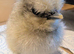 Day Old Silkie Chickens