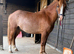 Red, 12.1/2 Welsh Cross gelding