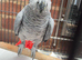 African grey parrot for sale