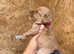 F1 cockapoo pups