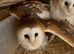 Breeding pair of barn owls