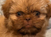 Stunning 12week old Female Shih-tzu