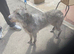 Lurcher