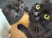Mixed breed black kitty