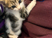 7 kittens ready for their new homes