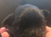 One handosme boy shih tzu