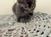 Beautiful kittens ready to go