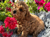 5 BEAUTIFUL RED MINIATURE POODLE PUPPIES RED & CREAM