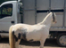 2/3 year old cob gelding