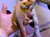 Thunderbolt Bearded Dragon