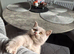 3 Scottish fold females
