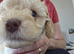Stunning F2 Cockapoo Puppies - Ready 7th July (Both Parents on View)