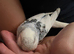 baby budgies ready in 3 weeks  plus other available now