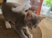 British blue x blue Lilac and white