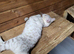Female snow seal lynx
