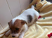 Jack Russel puppies looking for a loving home