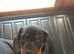 Dachshund puppies for sale