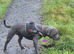  EXCEPTIONAL L-2HGA & HC-HSF4 CLEAR STAFFORDSHIRE BULL TERRIER PUPPIES