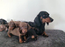 Miniature dachshund